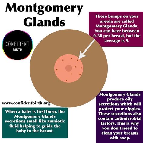 Can I have Montgomery tubercles and not be pregnant